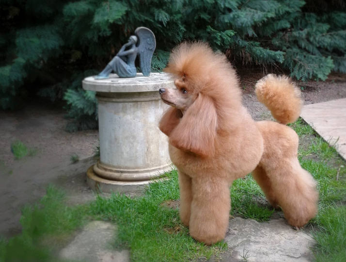  BIBS for You - Pets Magic