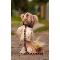 WAUDOG Narancs mintás kék Nylon nyakörv 33-49cm 25mm