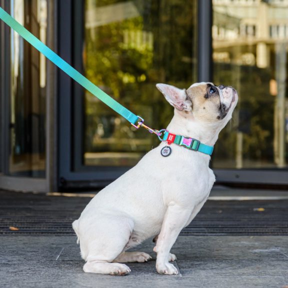 WAUDOG Gradiens Újrahasznosított Nylon Kutyapóráz 20 mm × 122 cm – kék