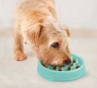 Outward Hound Fun Feeder Small menta