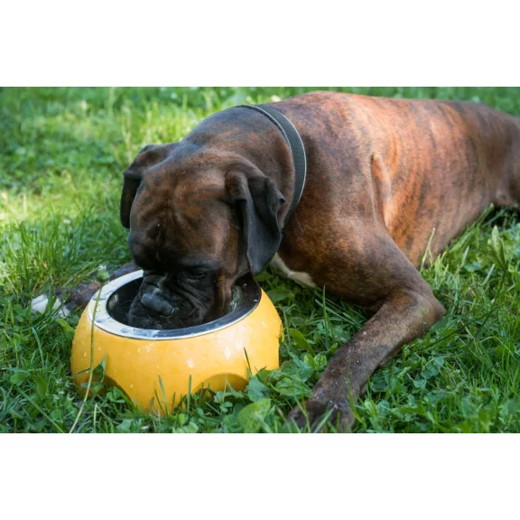 Kiwi Walker Cheese 750ml-es kutyatál - zöld