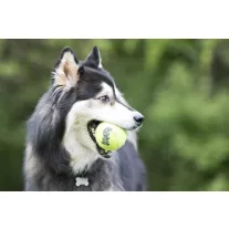 KONG Squeakair - sípoló teniszlabdák L 7,6cm - 2db