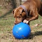 Boomer elpusztíthatatlan labda 11cm kék