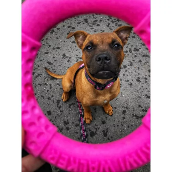 Kiwi Walker Let's Play! Karika Maxi 17,5cm Kék