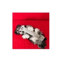 ZippyPaws Jigglerz Plüss mosómedve 54cm
