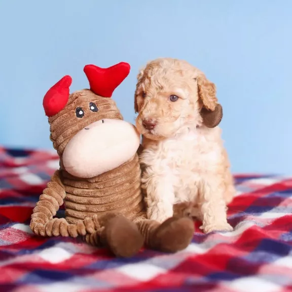 ZippyPawz karácsonyi rénszarvas 38cm