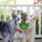 ZippyPaws Christmas Edition Donutz - mentás fánk 18cm