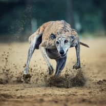 Teljesítmény fokozás/Energia Paszta