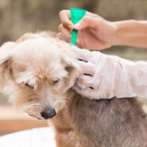 Bolha, kullancs védelem