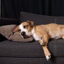 Nyugtató hatású készítmények