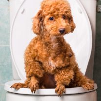 Emésztőrendszeri problémákra