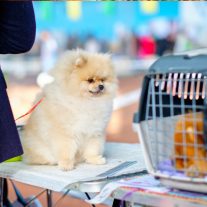 Kutyakiállítási kellékek