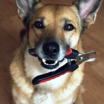 Fül és szemkörnyék