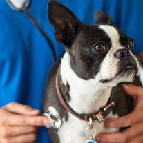 Szív és érrendszer támogató