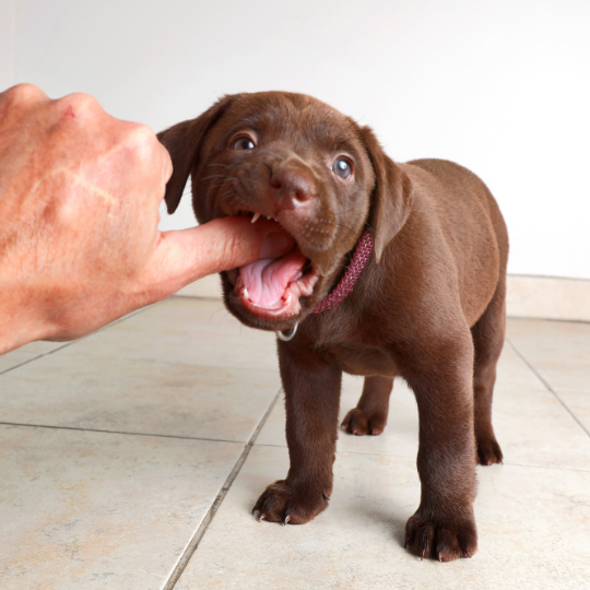 Kölyökkutyák fogzása - hogyan éljük túl?
