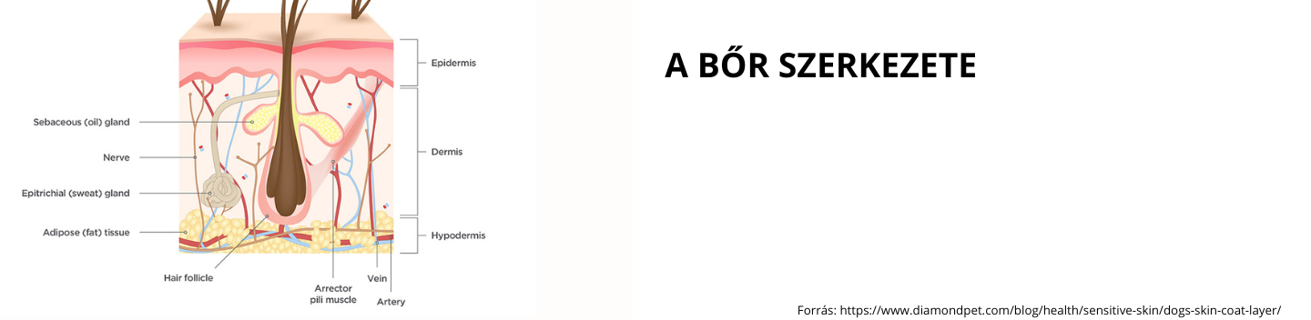 bor_szerkezete.png