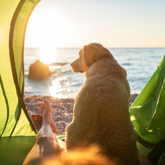 Útmutató túrázáshoz, kempingezéshez kutyával