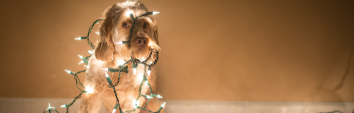 Tippek, hogyan tarthatod távol a kutyádat a karácsonyfától – hogy az ünnep ne idegbaj legyen