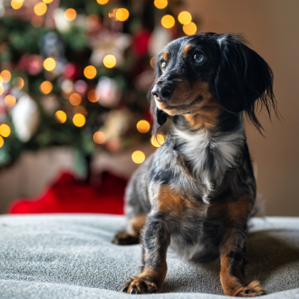 Tippek, hogyan tarthatod távol a kutyádat a karácsonyfától – hogy az ünnep ne idegbaj legyen