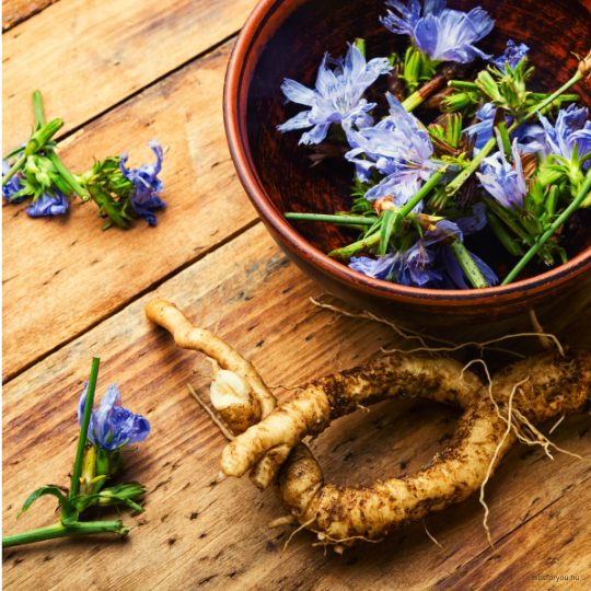 Miért adjunk kedvencünknek cikóriát?