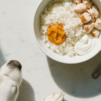 Kímélő étrend kutyáknak: egyszerű ételek emésztési panaszokra