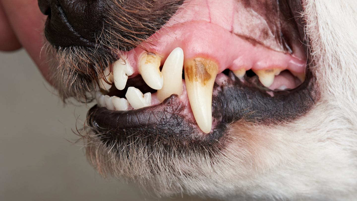 dog-teeth_belso_kep_tatar.png