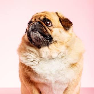 Fogyókúrás és alacsony kalóriatartalmú kutyatápok