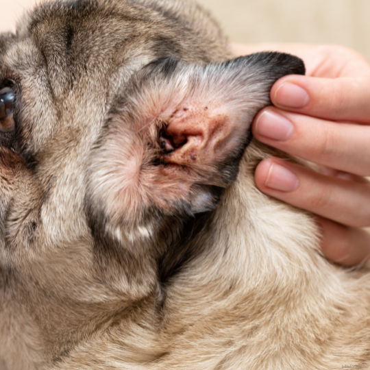 Mindent a fülatkákról