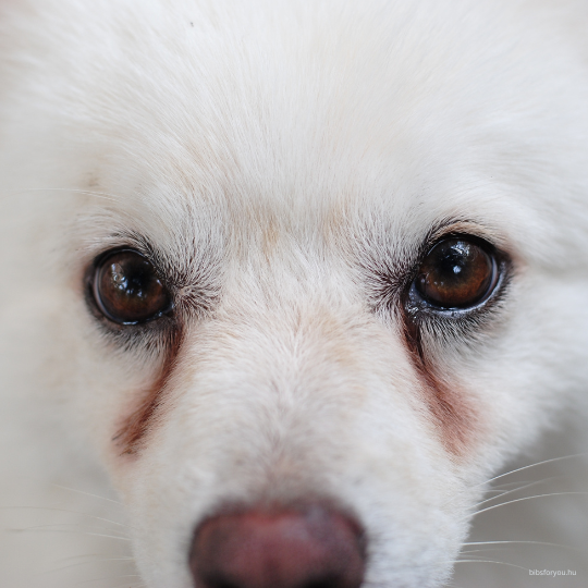 Kutyák szemfolyása