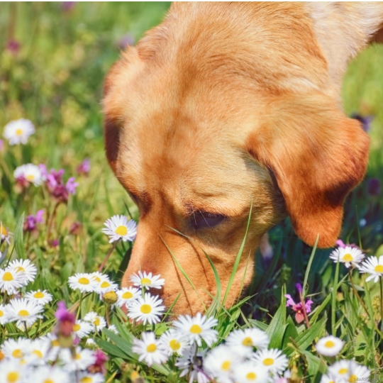 Ezek a növények veszélyesek kedvencedre nézve!