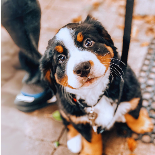 Koprofágia magyarázata