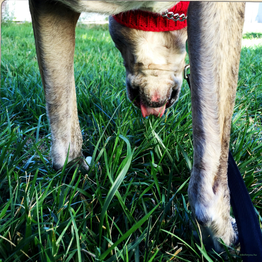A fűevés és más furcsa szokások kutyáknál