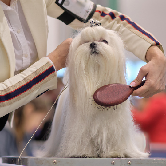Milyen hosszú fogú kefét válasszak?