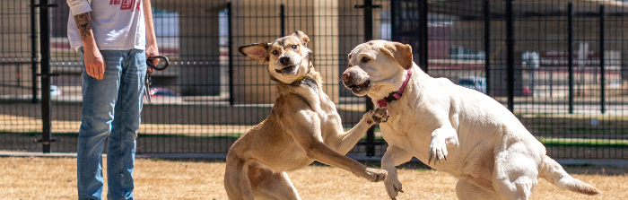 Kutyafuttató etikett – Útmutató felelős gazdiknak
