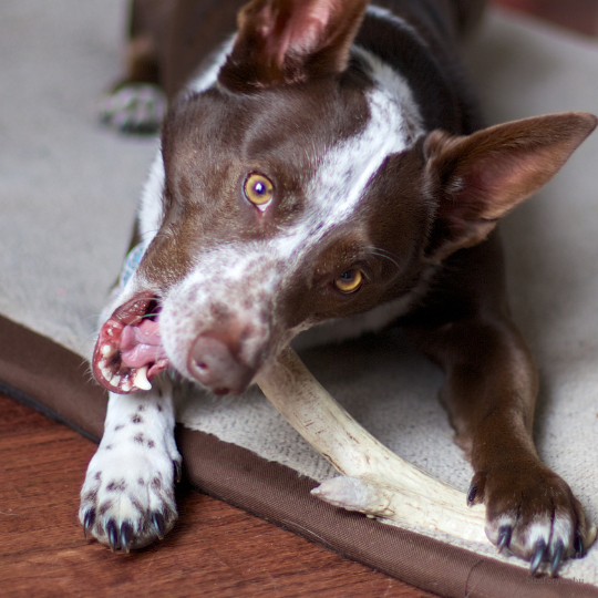 Hosszan tartó rágcsálnivalók kutyáknak
