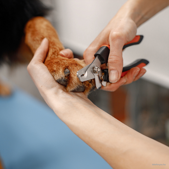 Kutyák karomvágása