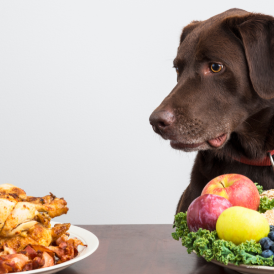 Válogatós, étvágytalan kutyák