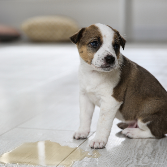 A nagy pisi kérdés - meddig tudja tartani?