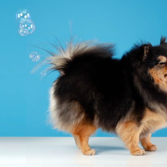 A Kutyák puffadásának okai és megoldások