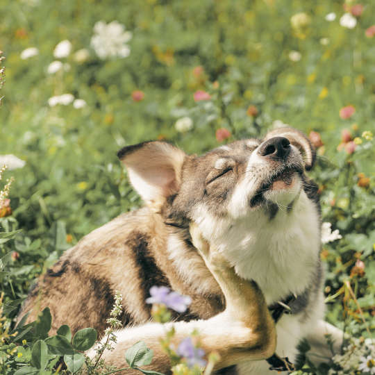 Szezonális allergia ellen mit és hogyan