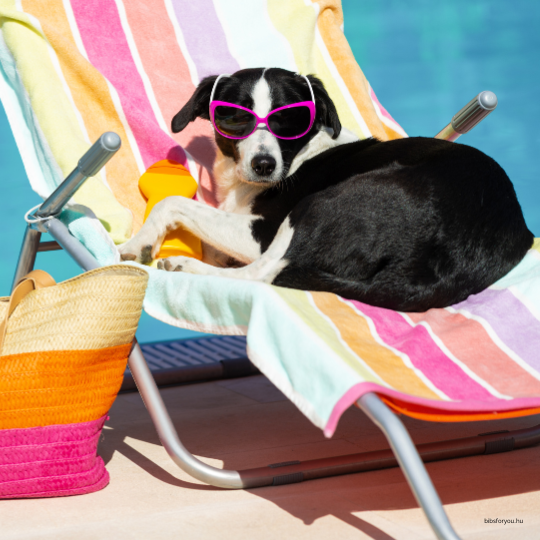 Kutyák hűtése a nyári forróságban