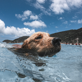 Pancsolás, Úszás, Biztonság - útikalauz kutyás úsztatáshoz