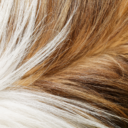 Hogyan regeneráljuk a károsodott szőrt?