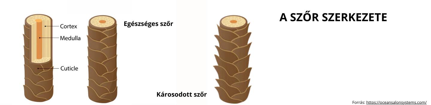 szor_szerkezete.png