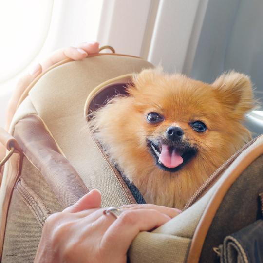 Hogyan lépjünk át a határon kutyával