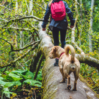 Útmutató kiránduláshoz, kempingezéshez