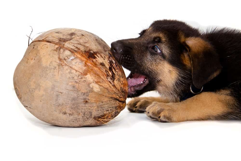 29 ok, hogy miért jó a kutyáknak a kókuszolaj!