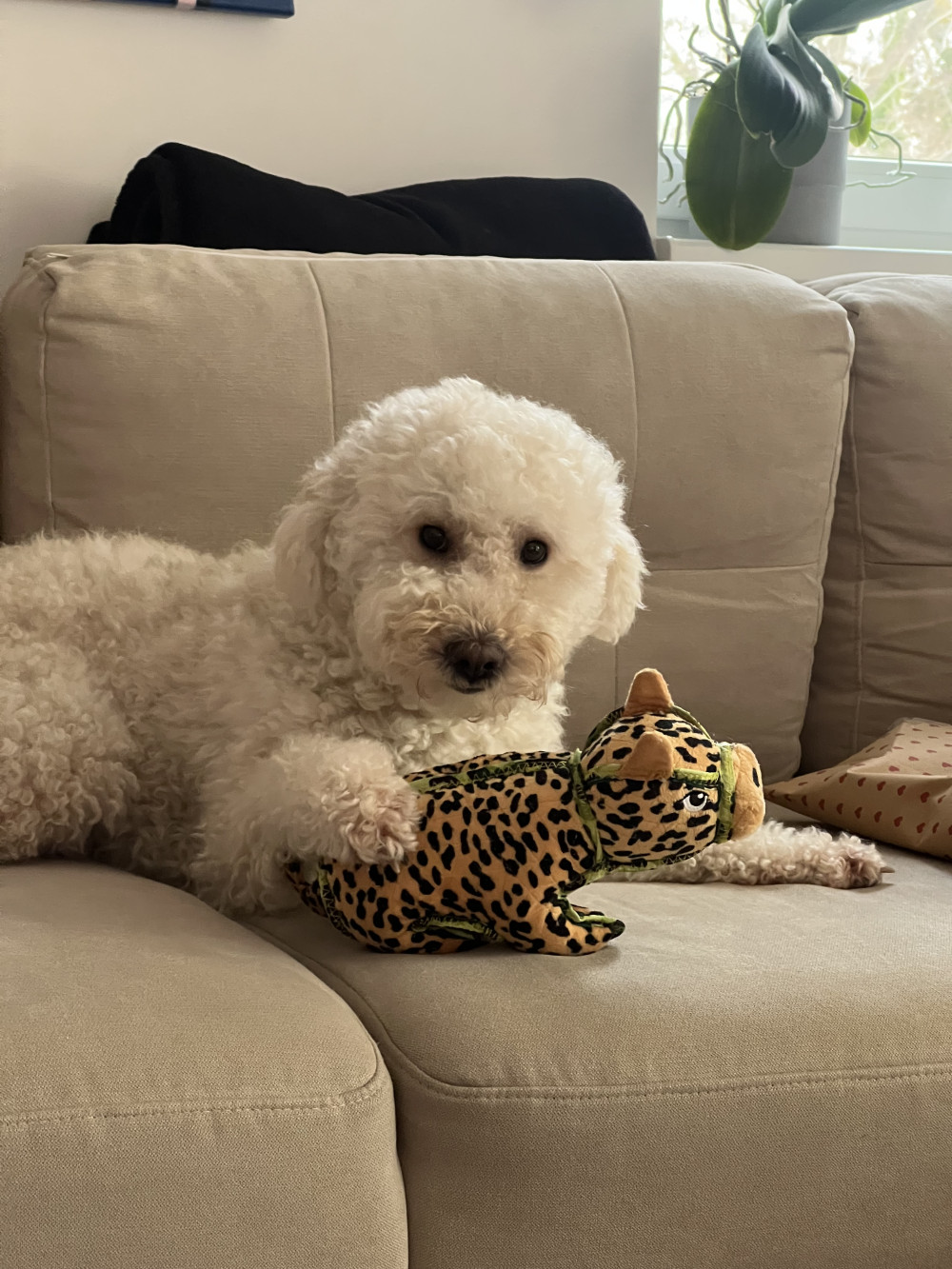 Outward Hound Xtreme Seamz Leopard 33,6cm